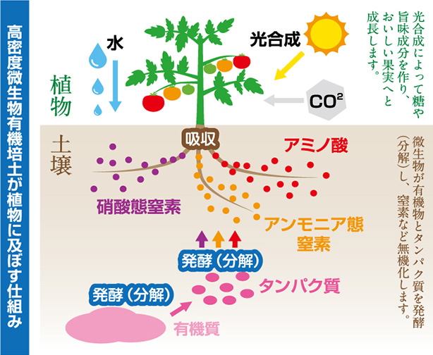 高密度微生物有機培土が食物に及ぼす仕組み